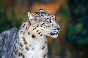 Fototapeta na wymiar Snow leopard portrait outdoor 