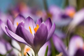 Stoff pro Meter Krokus lila © SRG-Photoarts