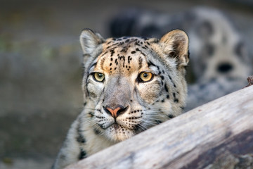 Fototapeta na wymiar Snow leopard close up portrait with beautiful eyes