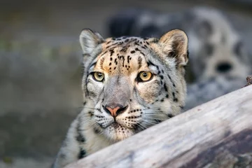 Wandcirkels tuinposter Snow leopard close up portrait with beautiful eyes © kwadrat70