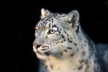 Foto auf Acrylglas Snow leopard close up portrait isolated on black background © kwadrat70