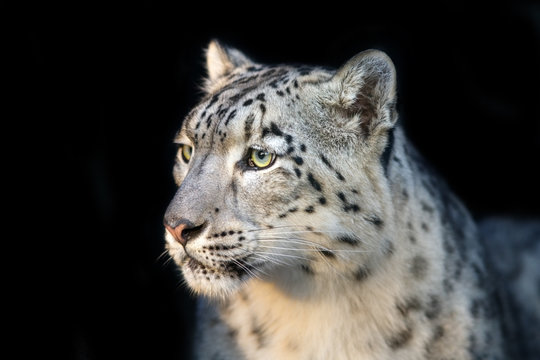 Snow leopard close up portrait isolated on black background