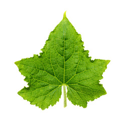 Leaf of cucumber isolated on white background