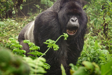 Silverback mountain gorilla in the misty forest opening mouth