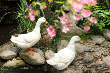 An image of two ducks in nature