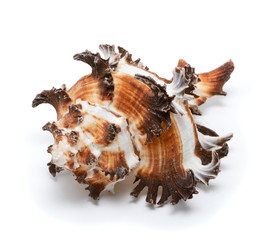 Seashell isolated on white background