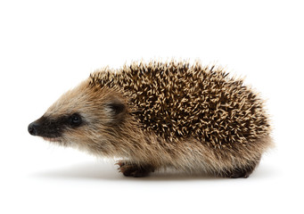 Hedgehog isolate on white background