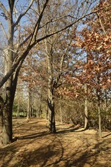 Fototapeta premium 자연