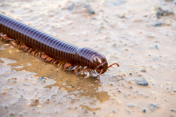 Siamese Pointy Tail Millipede crawling on the wet soil