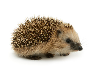 Young hedgehog isolate on white background