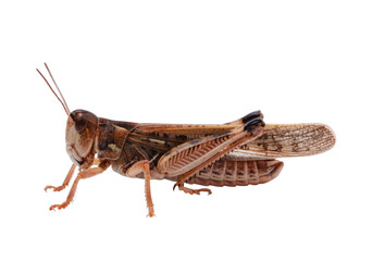 Locust isolated on white background