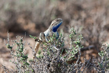 Steppe agama male (Trapelus sanguinolentus)