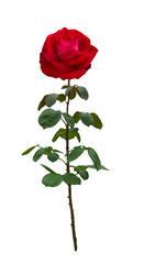 Fototapeta premium Dark red rose
