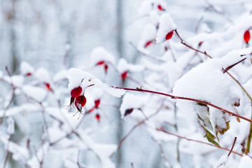 Branches with the fruits of wild rose covered with snow