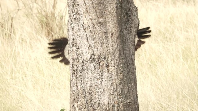 Eagle wings shaking behind tree in super slow motion