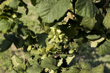 line of trees growing in the country hazelnuts