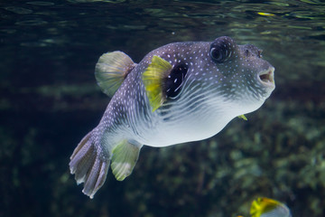 White-spotted puffer (Arothron hispidus).