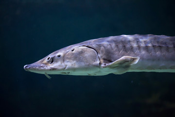 European sea sturgeon (Acipenser sturio)