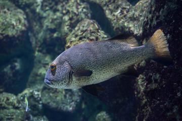 Brown sweetlips (Plectorhinchus gibbosus)