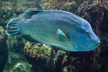 Humphead wrasse (Cheilinus undulatus).