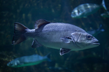 Atlantic wreckfish (Polyprion americanus).