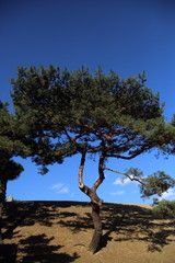  Old pine tree, seonjeongneung,world heritage,korea