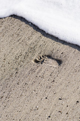 a footprint on the beach in the Cilento sea. Italy