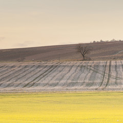 Lone tree of Sancerre