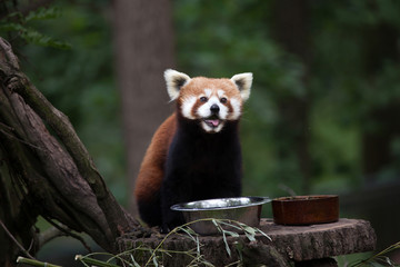 Western red panda (Ailurus fulgens fulgens)