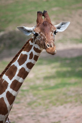 Reticulated giraffe (Giraffa camelopardalis reticulata).