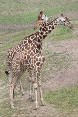 Naklejka na ściany i meble Reticulated giraffe (Giraffa camelopardalis reticulata).
