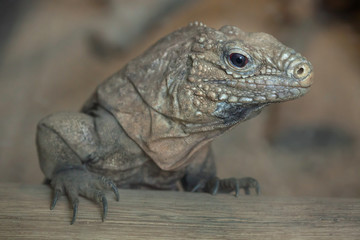 Cuban rock iguana (Cyclura nubila)