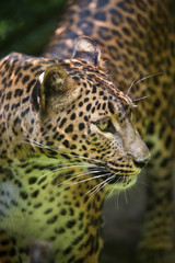 Sri Lankan leopard (Panthera pardus kotiya)