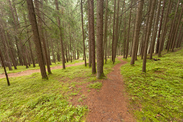 walking into the forest long a path in a cloudy day. No people a