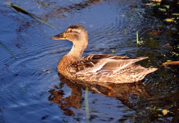 wild duck