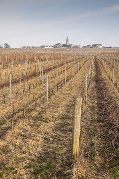 Saint Andelain vineyards
