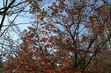 Fototapeta premium 풍경