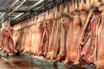 Cold storage room for meat, pork carcasses hanging in freezer.