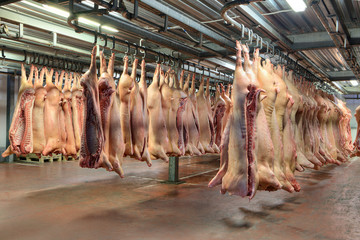 Fototapeta na wymiar Many frozen pork carcasses hanging in the hook cold store.