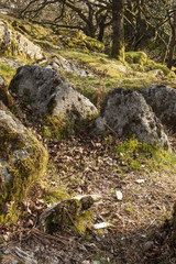 Wistman's wood in Dartmoor.