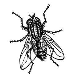 sketch realistic insect fly