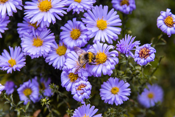 Honey bee on blue aster