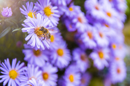 Honey bee on blue aster