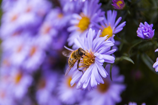 Honey bee on blue aster