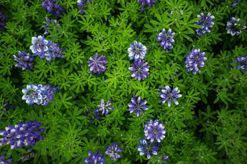 Fototapeta premium Lupine Field top view, Iceland.