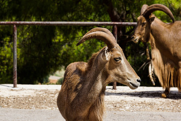 Alpine ibex, Capra . Old male.