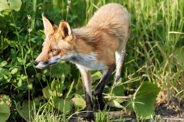 Red fox walks over white snow in wintertime