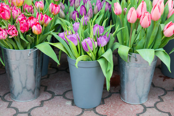 Tulips in the buckets