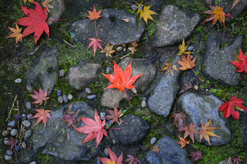 Fallen maple leaves in Nara, Japan