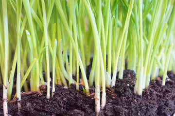 Green grass in soil